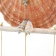 画像6: 幸せを呼ぶフクロウ オウルシェル オーナメント 貝殻デザイン 南国 マリン  オシャレ インテリア   (6)