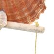 画像9: 幸せを呼ぶフクロウ オウルシェル オーナメント 貝殻デザイン 南国 マリン  オシャレ インテリア   (9)